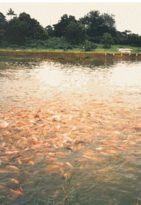 Controle da Qualidade da Água em Lagos e Viveiros Peixe Controle da Qualidade da Água em Lagos e Viveiros Peixe