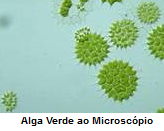 Alga Verde ao Microscópio