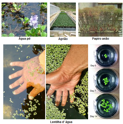 Controle De Algas Verdes E Poluicao Na Agua Em Tanques E Lagos Snatural