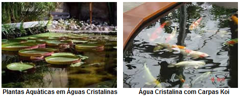 plantas e peixes em águas cristalinas