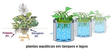 plantas aquáticas em tanques e lagoas