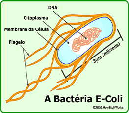 Bactéria E-Coli