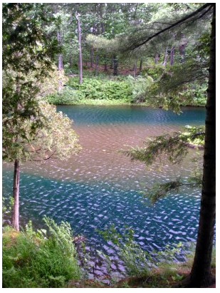 Lagoa De Plantas Aquaticas Corantes Aquaticos Snatural