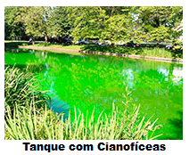 Tanque com Cianofíceas