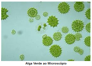 Tratamentos De Agua De Lagos Lagoas E Tanques Controle De Algas Snatural