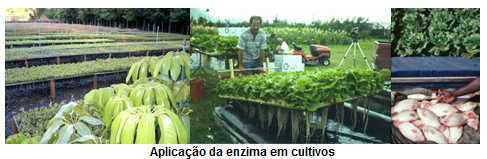 Aplicação da Enzima em Cultivo