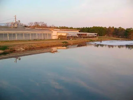 Aspecto das Lagoa no Fim do Tratamento Aspecto das Lagoa no Fim do Tratamento