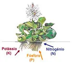 Planta Aquática