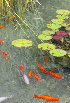 Controle da Qualidade da Água em Lagos e Viveiros de Peixe