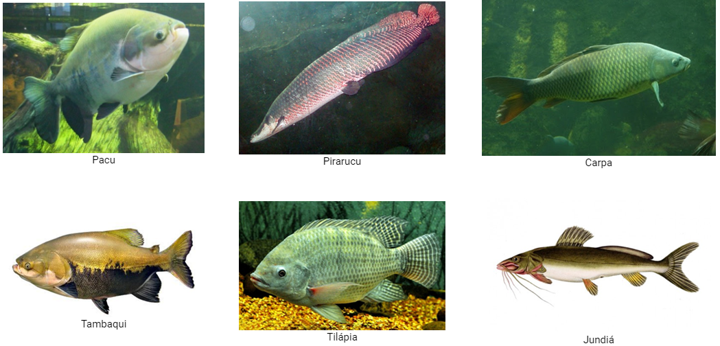 Peixes tradicionais para criação