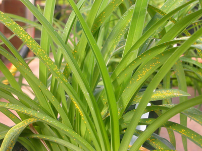 Ferrugem-do-lírio (Puccinia hemerocallidis) em lírios-de-sol