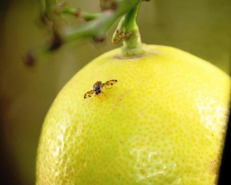 Mosca-da-frutas-do-mediterrâneo em cítrico