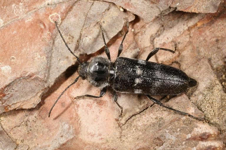 Capricórnio em madeira (Hylotrupes bajulus)