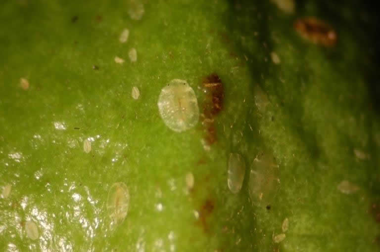 Cochonilha-verde Coccus viridis em guaiava