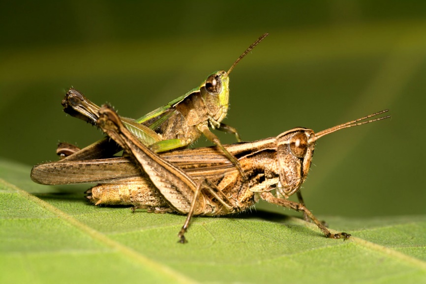 Gafanhoto-marrão Orphulella punctata