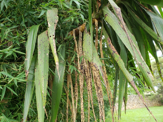 Mancha-folhar-da-iuca-elefante (Coniothyrium concentricum)