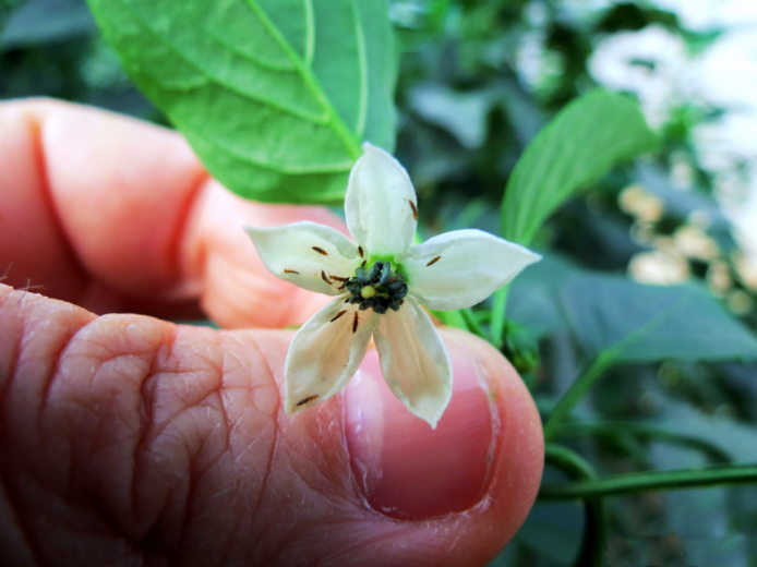 Tripe - Thrips tabaci em pimento