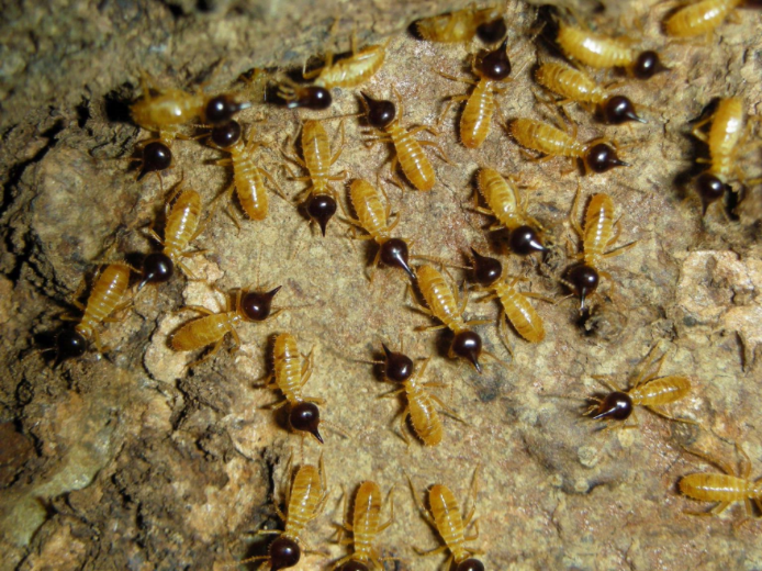 Cupins (Nasutitermes spp.) em madeira