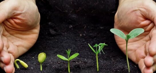 Adubação para Plantas