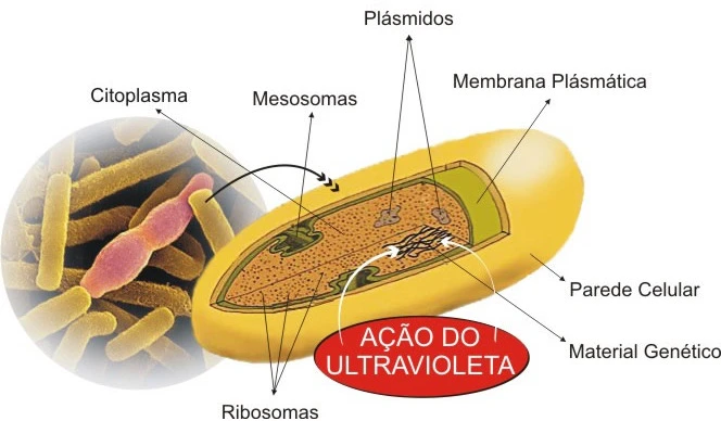 Ação da Luz Ultravioleta em uma Célula