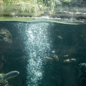 Lago com peixes e boa oxigenação