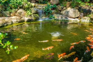 Aeração em lago de carpas koi