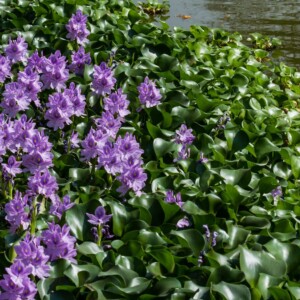 Pontederia - Aguapé