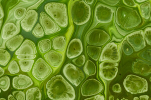 Algas Verdes no microscópio