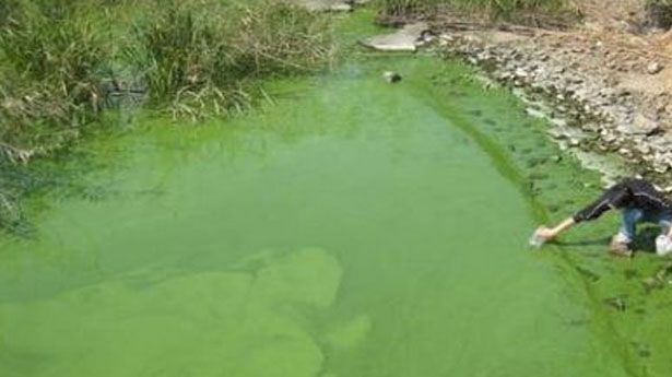 Lago com alta concentração de algas verdes