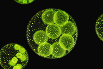 Algas verdes vista de microscópio